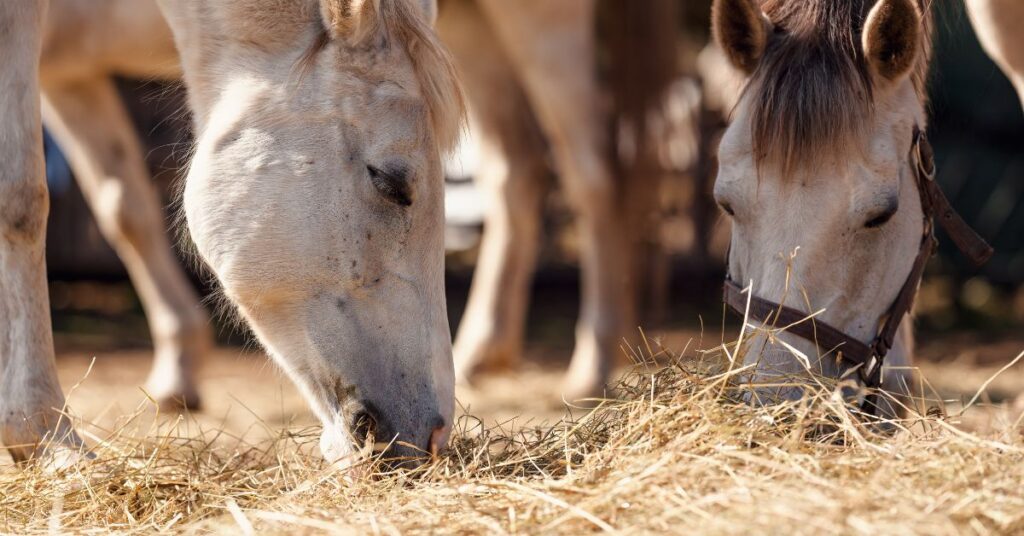 Pasze objętościowe dla koni - siano
