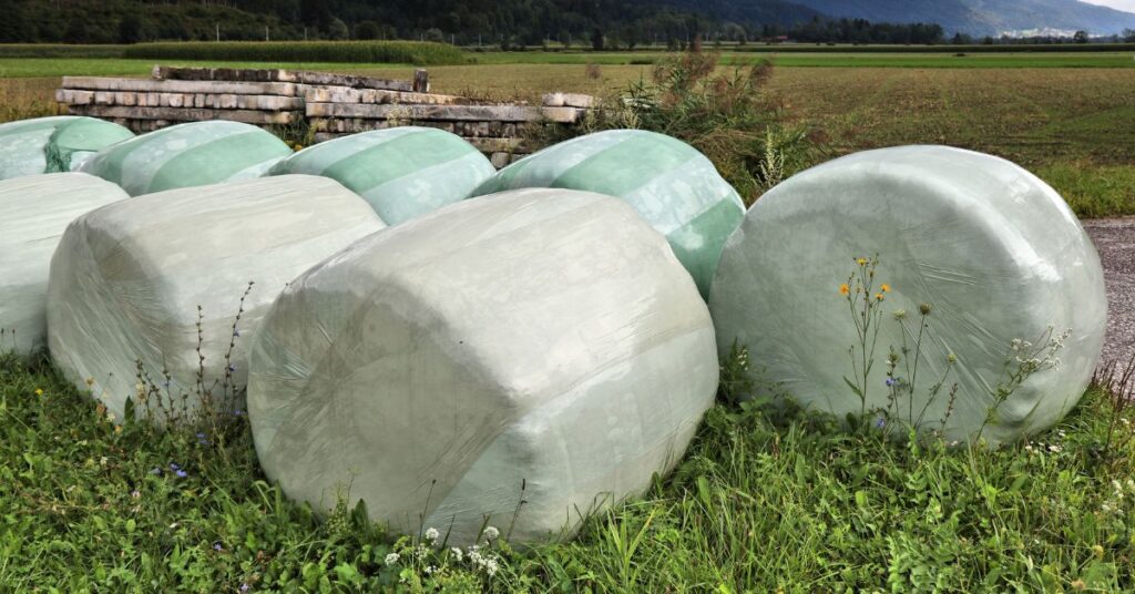 Sianokiszonka - pasze objętościowe dla koni