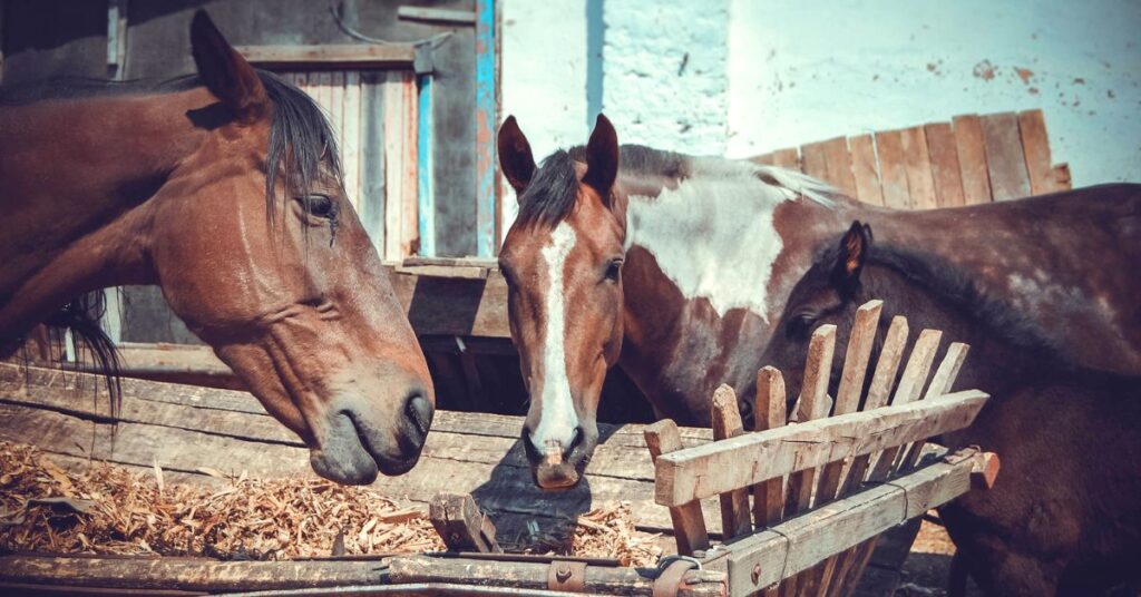 Słoma jako pasza objętościowa dla konia