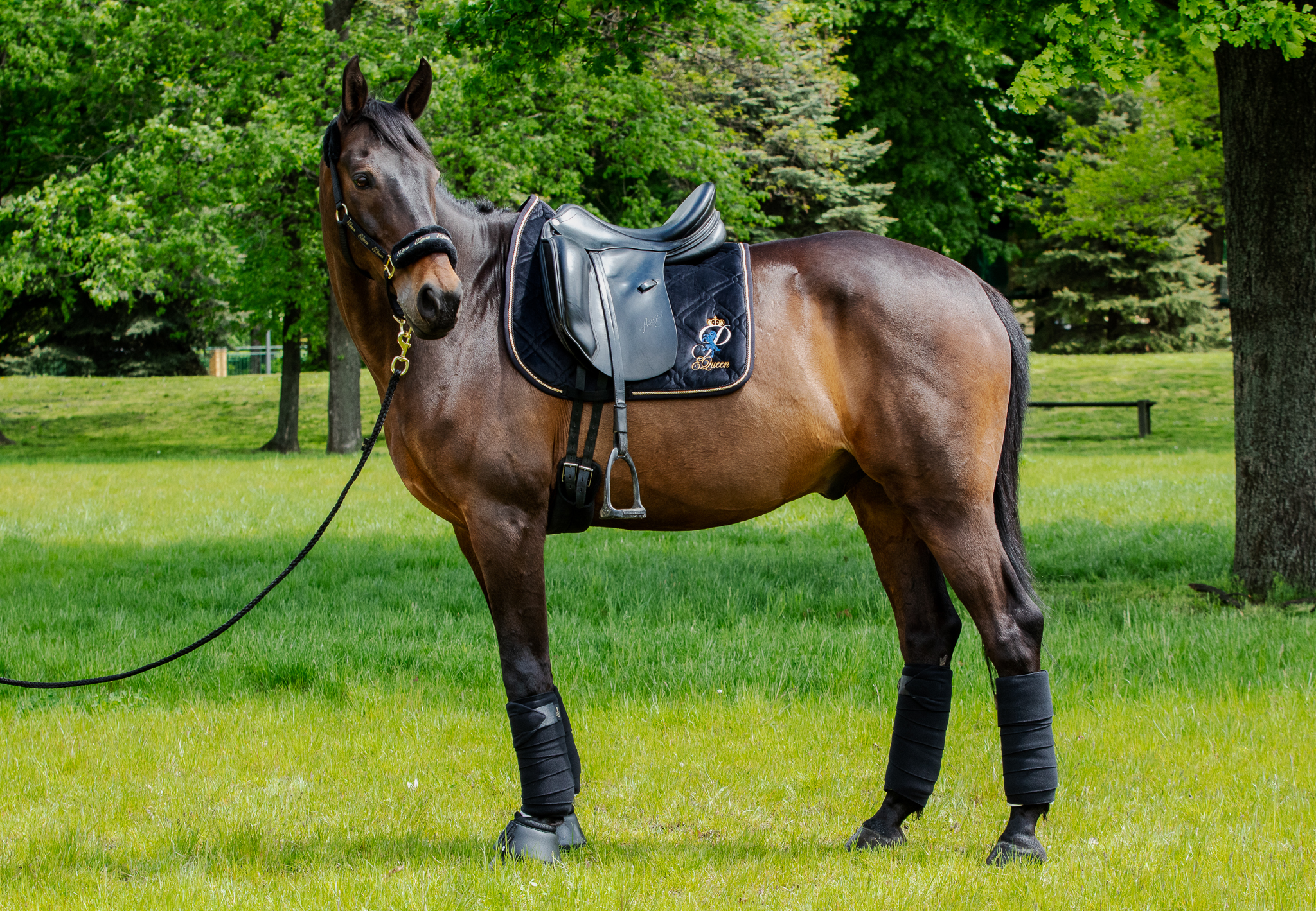 Czaprak skokowy PEQueen Glamour Czarny dla konia