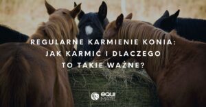 Zdjęcie 4 koni jedzących siano z balota, dwa konie są kasztanowate, pozostałe dwa konie są kare. Napis na zdjęciu: Regularne karmienie konia: jak często karmić i dlaczego to takie ważne oraz logo equi mate.