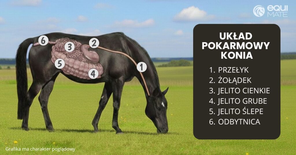 Grafika przestawiająca karego konia stojącego na łące i zaznaczony jego układ pokarmowy: przełyk, żołądek, jelito cienkie, jelito grube, jelito ślepe i odbytnica.
