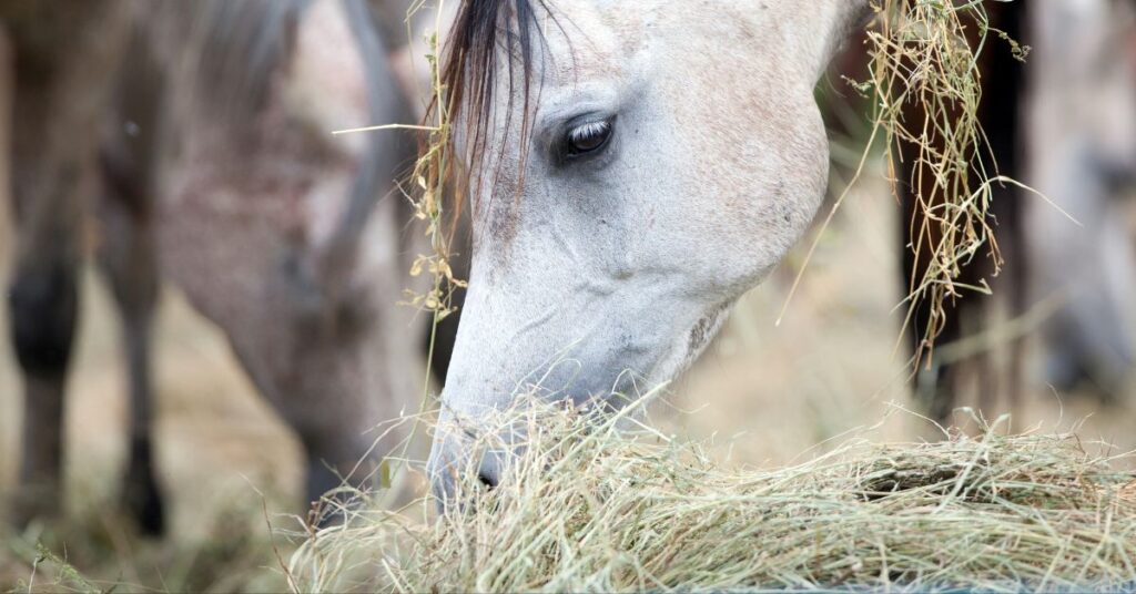 Koń jedzący siano – regularne karmienie i pasza objętościowa Equi Mate