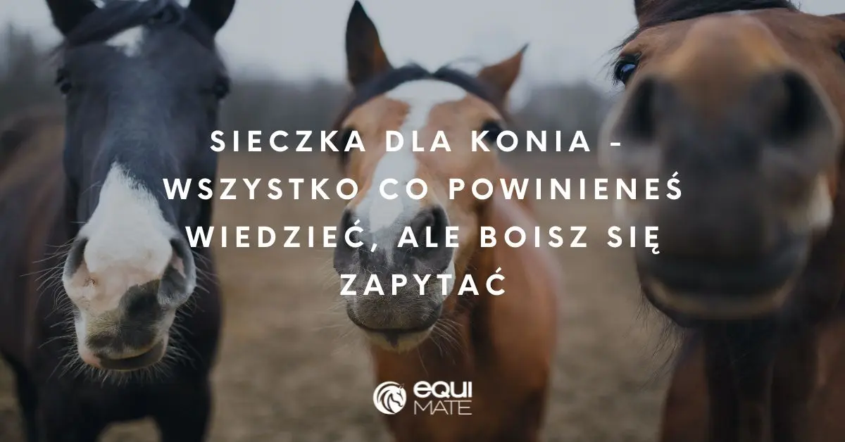 Łby trzech koni, karego i dwóch gniadych, skierowane pyskami w stronę obiektywu.