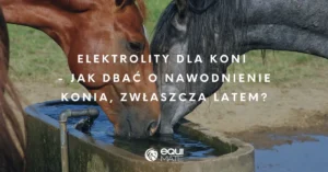 Elektrolity dla koni – jak dbać o nawodnienie konia, zwłaszcza latem?