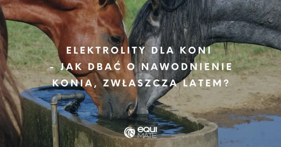 Elektrolity dla koni – jak dbać o nawodnienie konia, zwłaszcza latem?