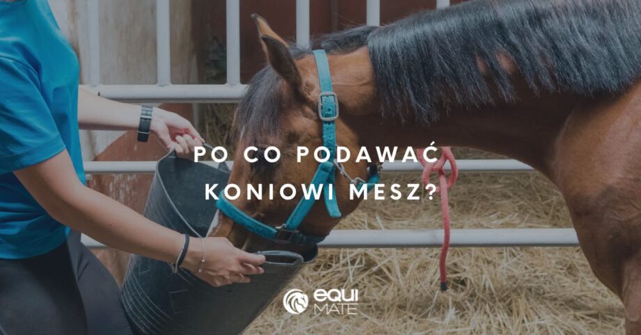 Po co podawać koniowi mesz?