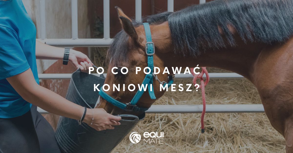Po co podawać koniowi mesz?